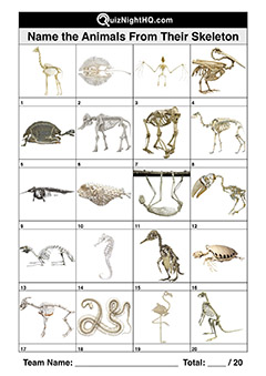 bone structures animal skeletons picture quiz kids